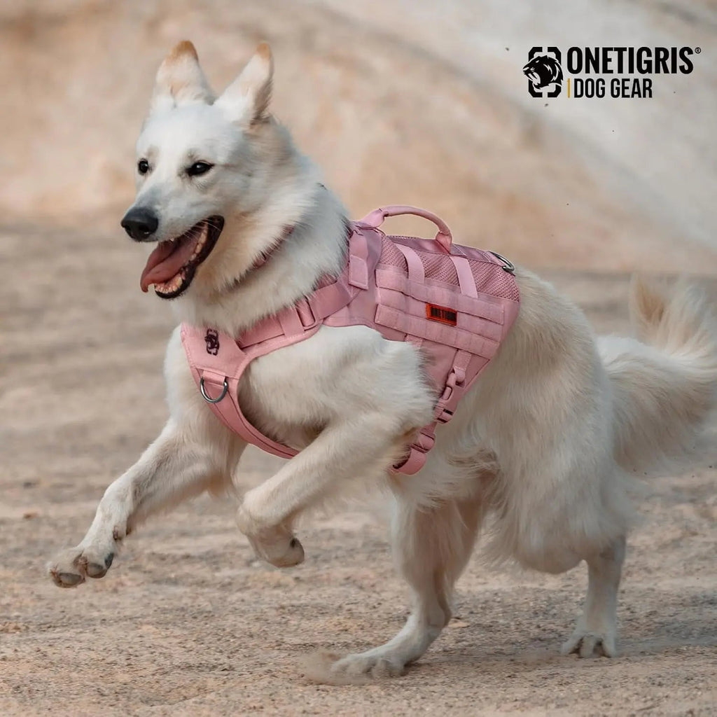 The Stealth MOLLE Harness