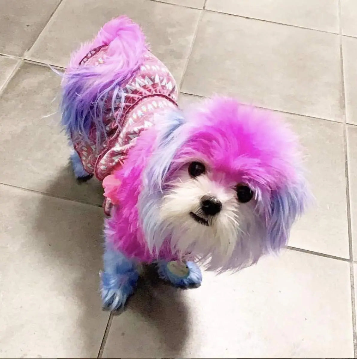 Temporary Pet Fur Dye | Washable & Non-Toxic | 4 oz | 8 Shades