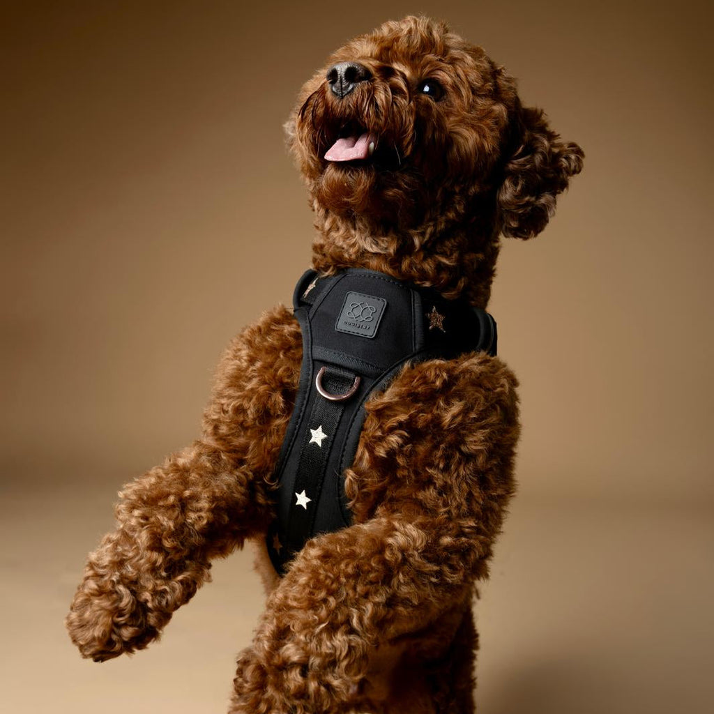 Dogistry NoMad Adjustable Luxe Harness — Rockstar