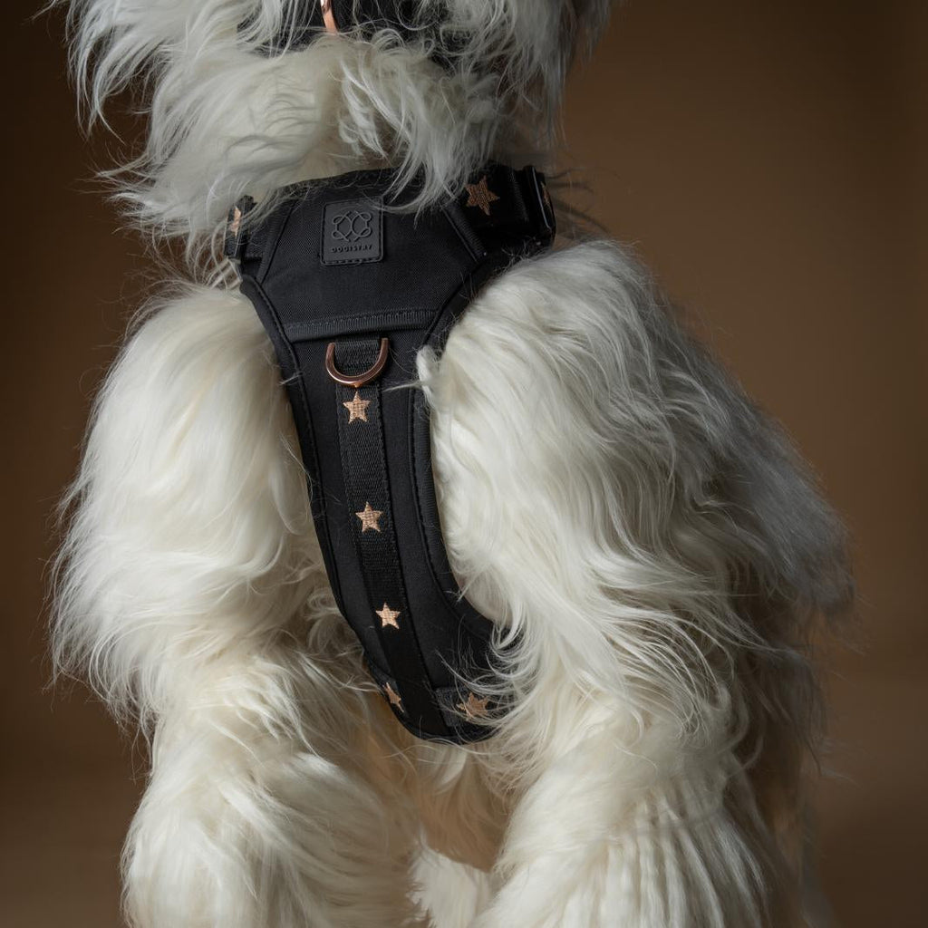Dogistry NoMad Adjustable Luxe Harness — Rockstar