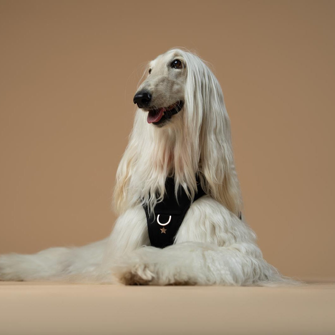 Dogistry NoMad Adjustable Luxe Harness — Rockstar