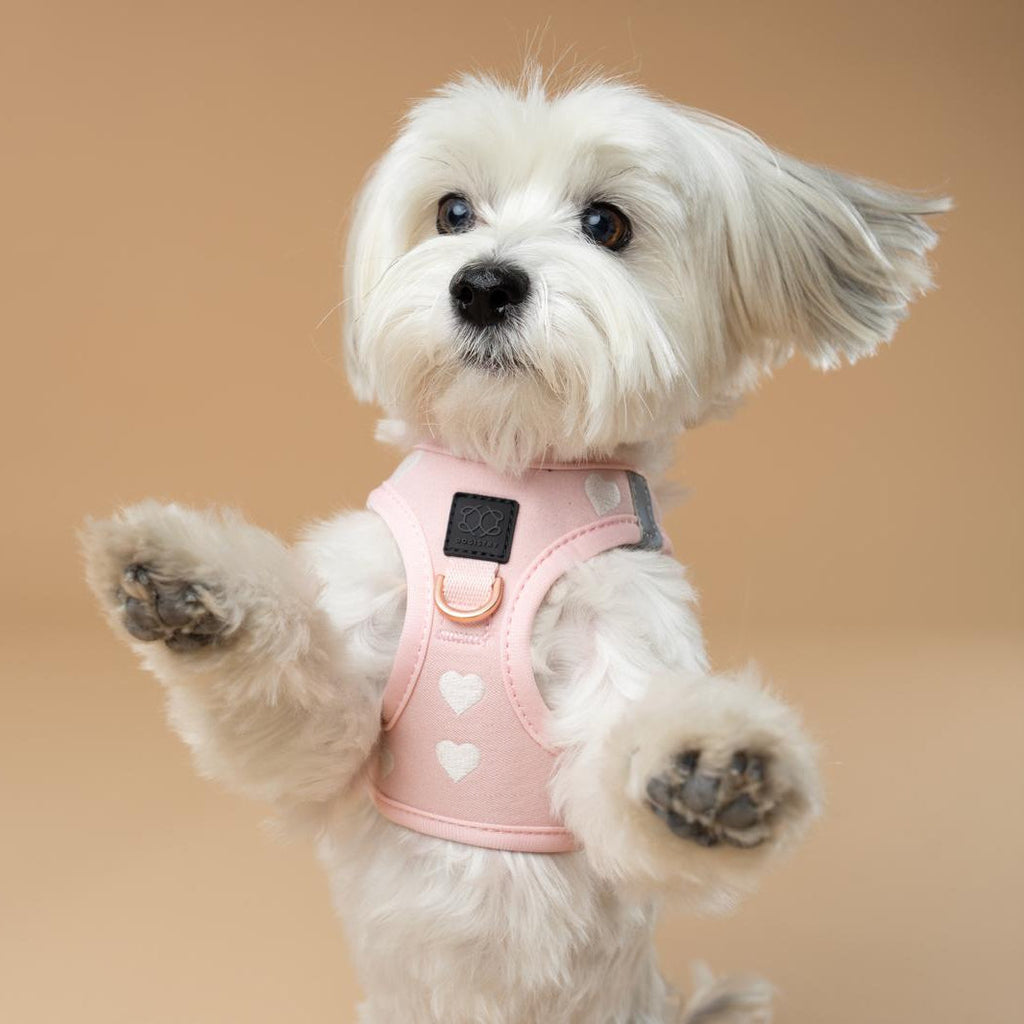 SoHo Step-In Dog Harness — Sweetheart