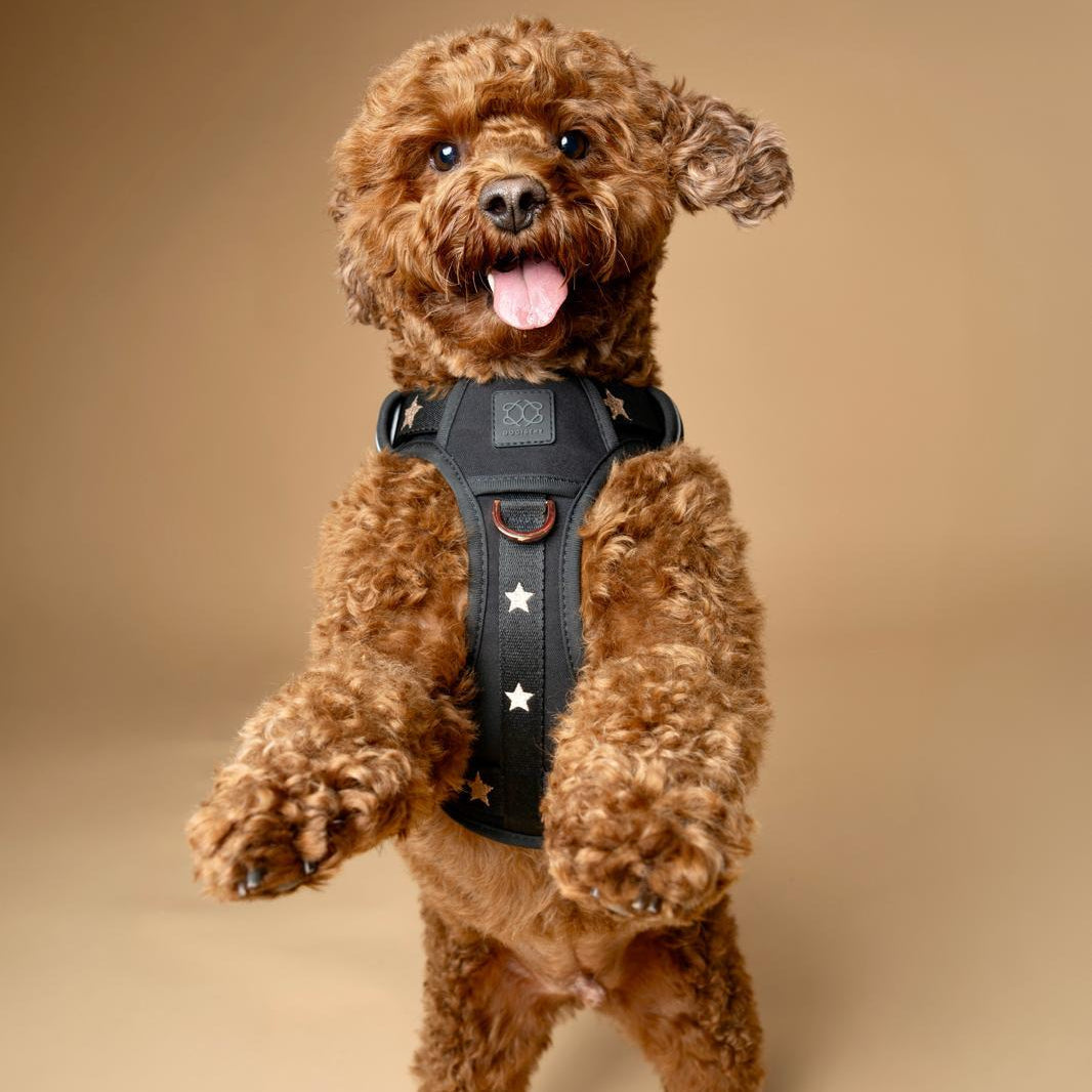 Dogistry NoMad Adjustable Luxe Harness — Rockstar