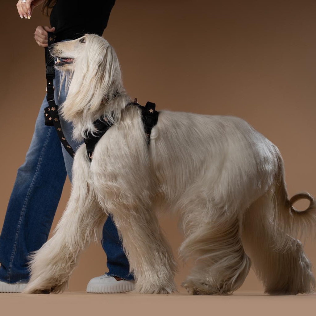 Dogistry NoMad Adjustable Luxe Harness — Rockstar