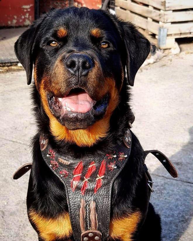 The “Haunted” Harness — Limited Halloween Edition by Bestia