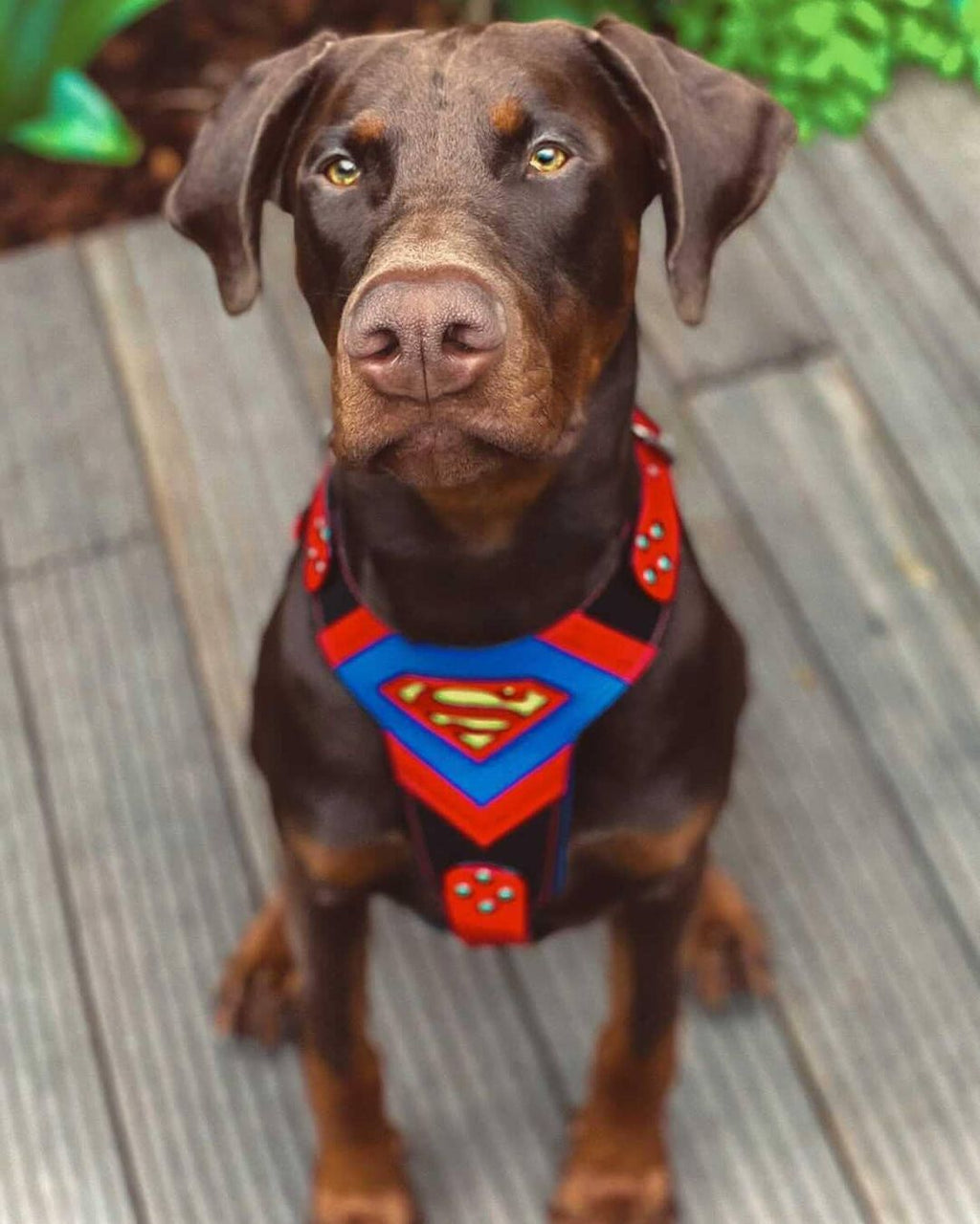The Hero Harness