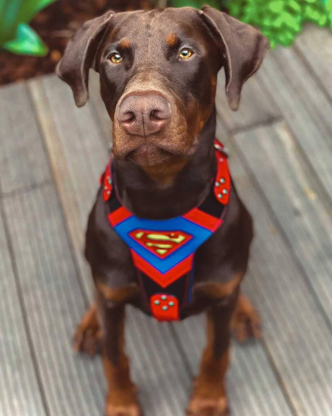 The Hero Harness