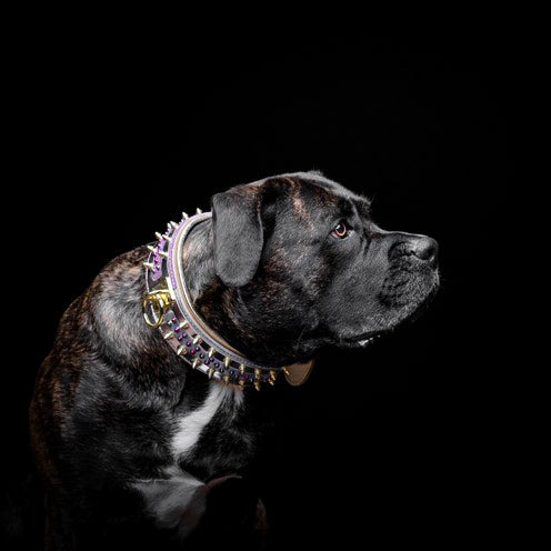 The Candy Collar