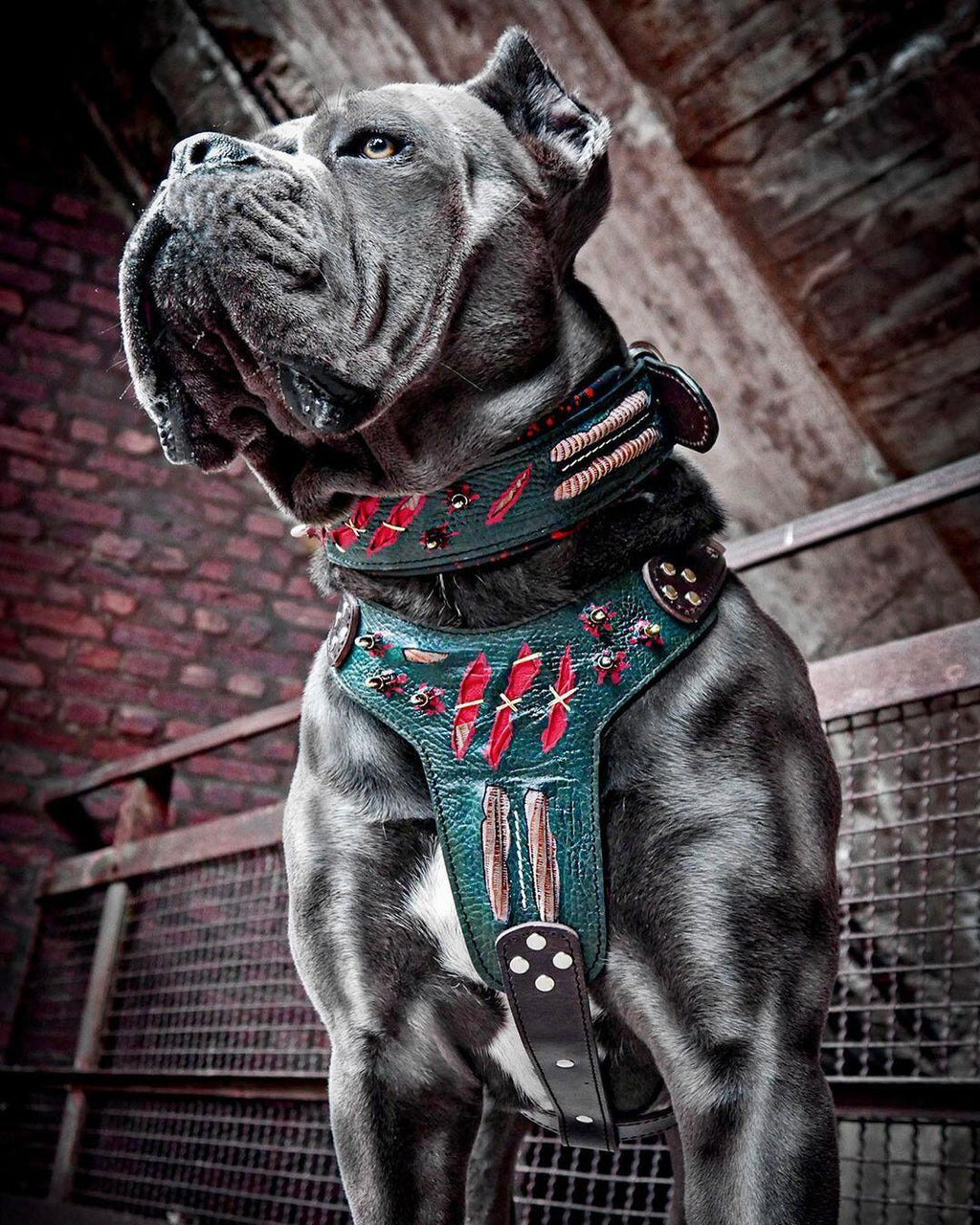 The “Haunted” Harness — Limited Halloween Edition by Bestia