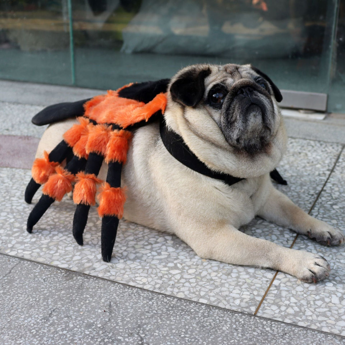 Spider Pet Halloween Costume | Dog & Cat Costume | Sizes S–XL