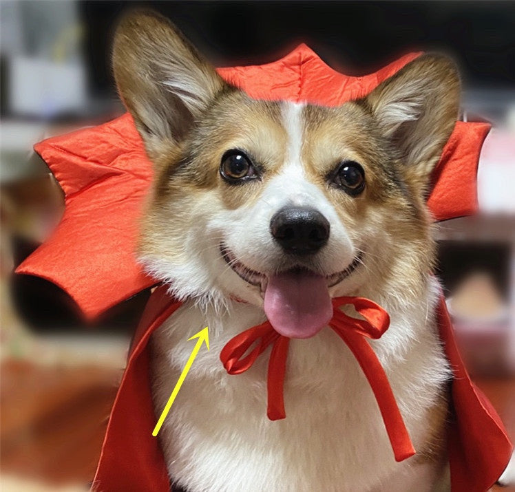 Vampire King Halloween Cape for Cats & Dogs