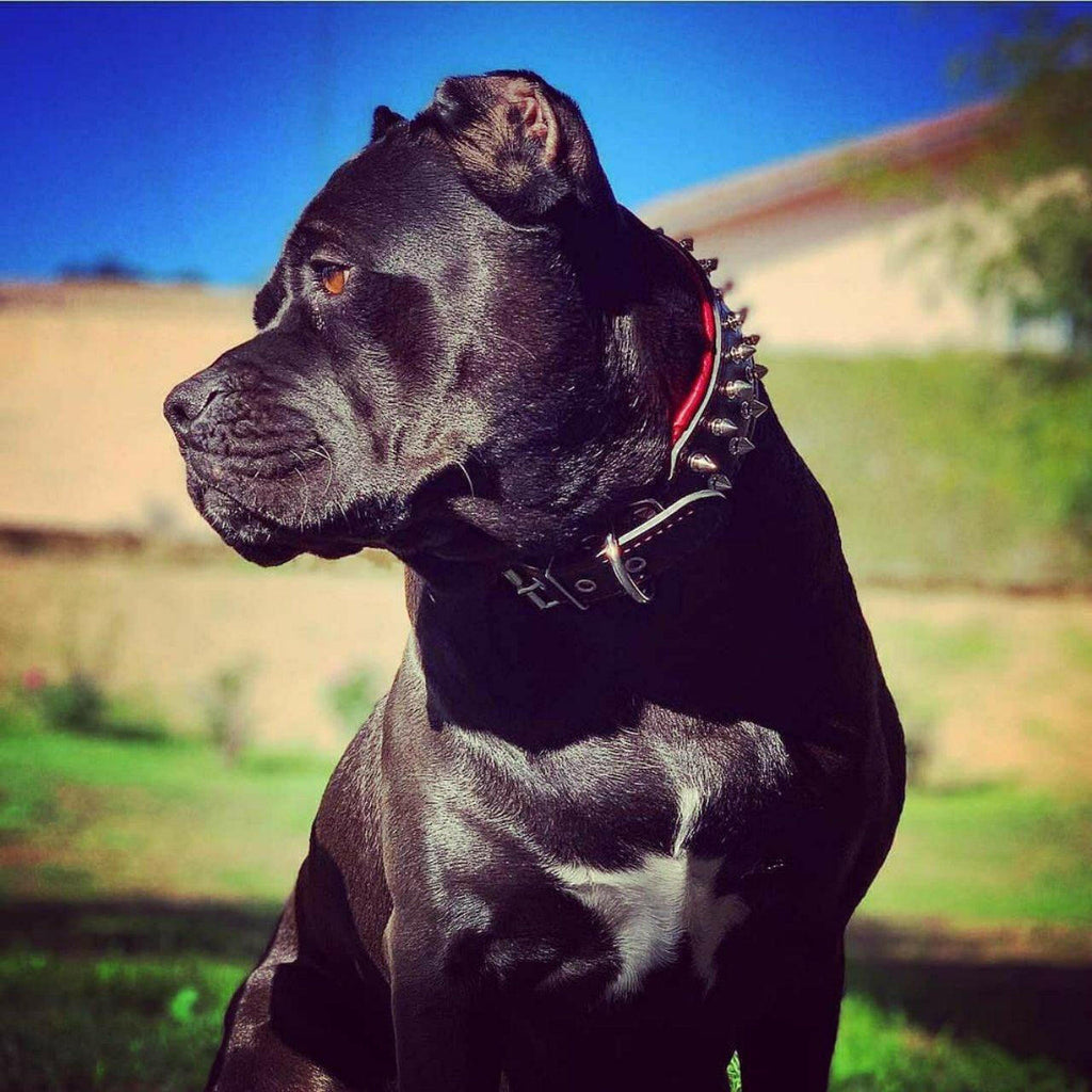 Bestia "Frenchie" Leather Dog Collar with Spikes