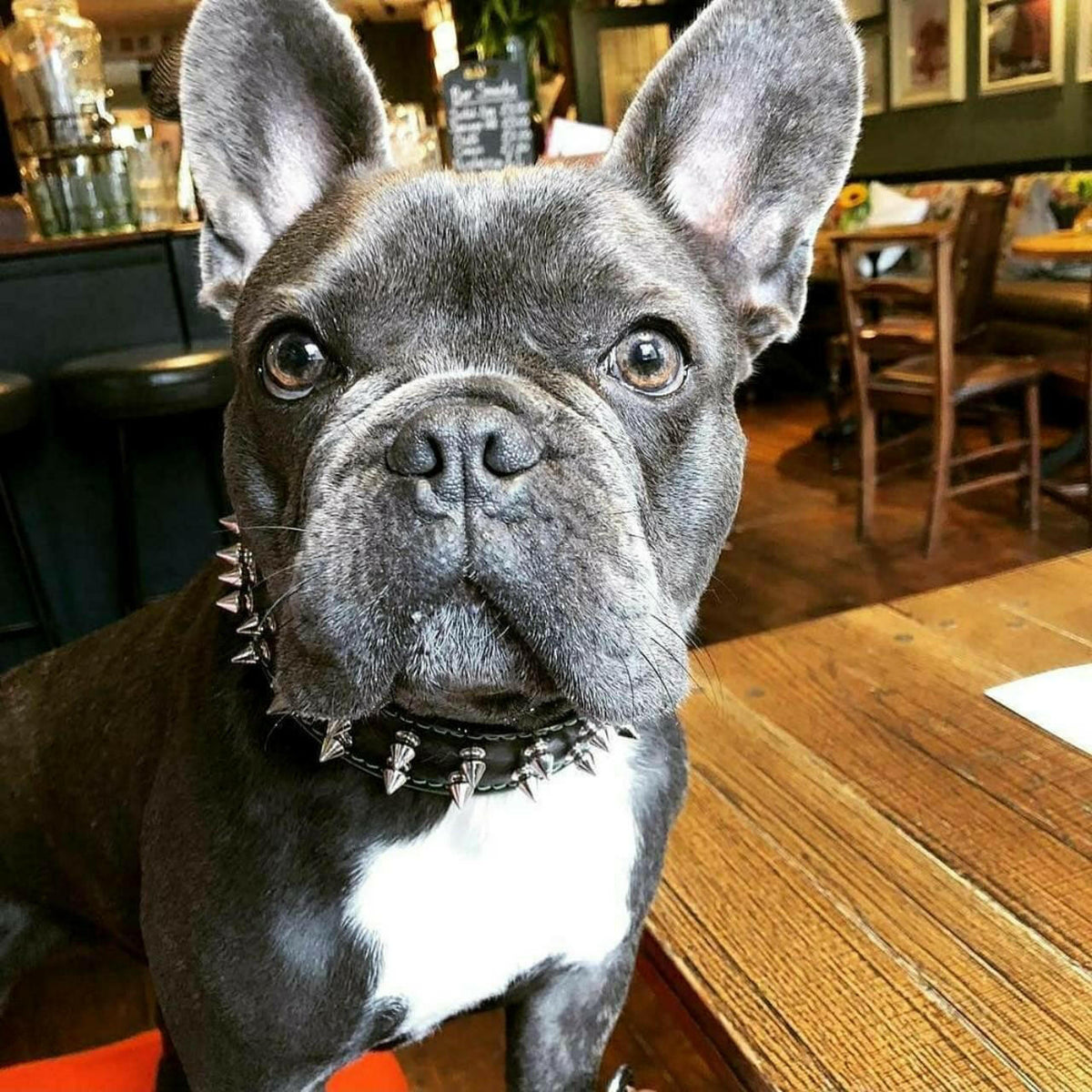Bestia "Frenchie" Leather Dog Collar with Spikes