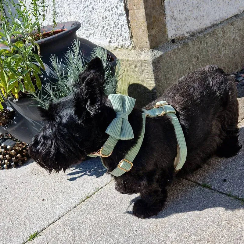 Sage Corduroy Dog Matching Set | Personalized Collar, Harness, Leash & Bowtie