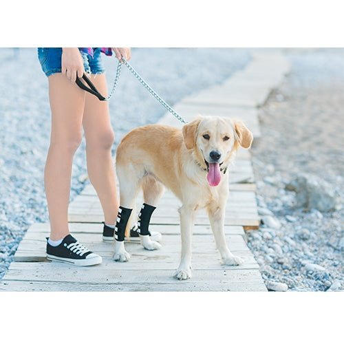 NeoAlly® Dog Rear Leg Hock Brace for Large Dogs — Vet-Approved Support & Pain Relief