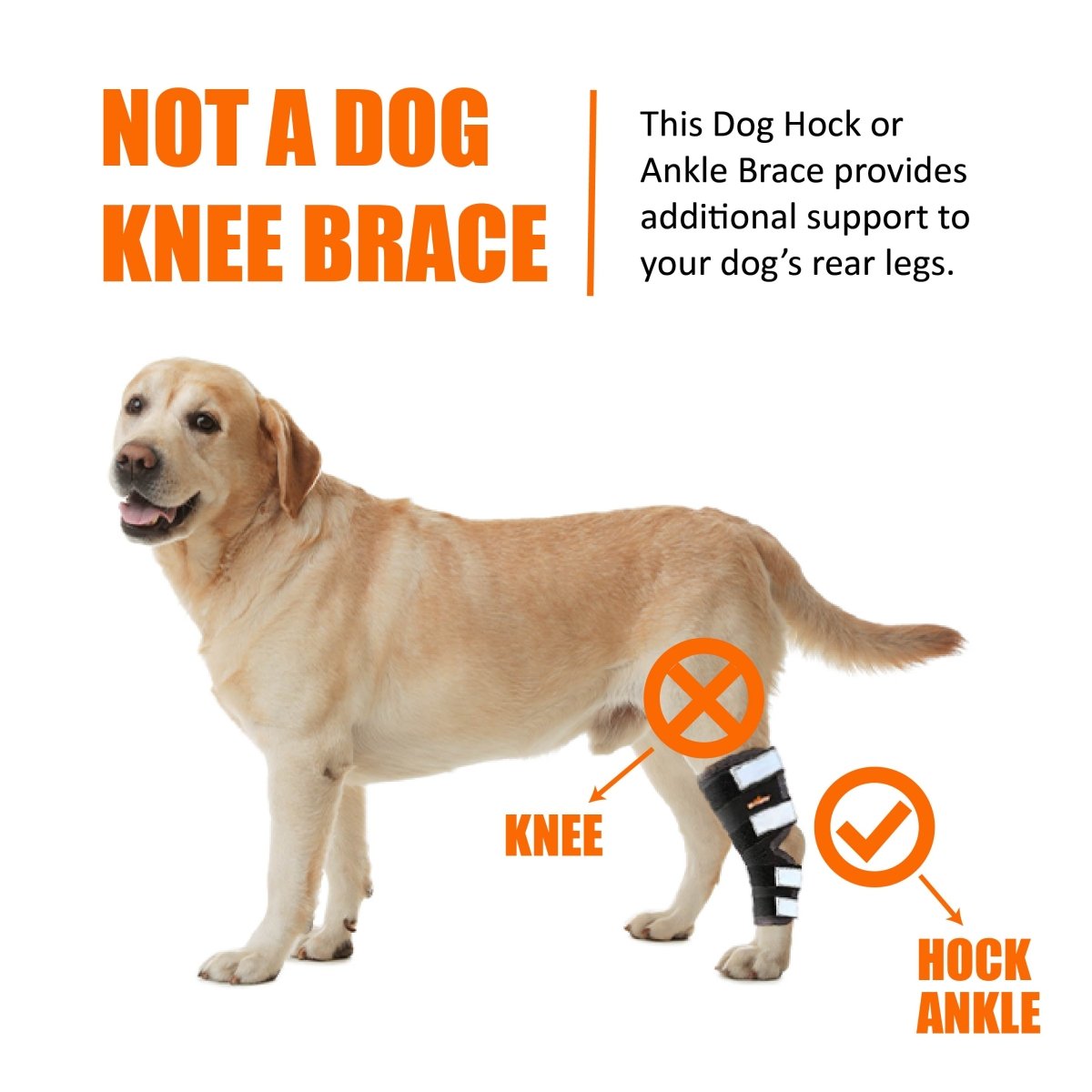 NeoAlly® Dog Rear Leg Hock Brace for Large Dogs — Vet-Approved Support & Pain Relief