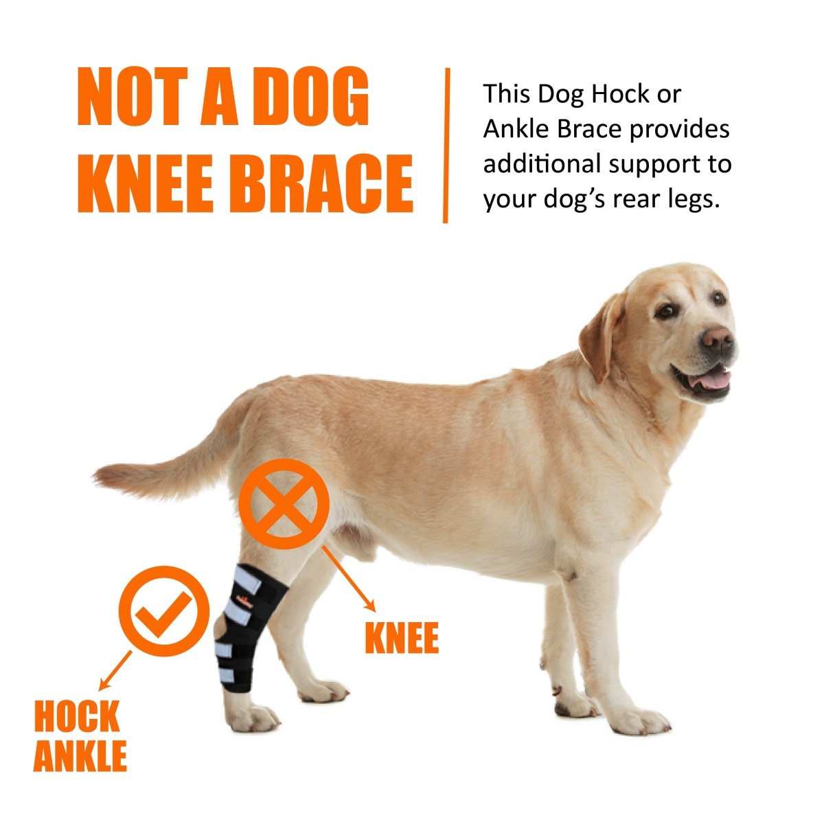 NeoAlly® Dog Rear Leg Hock Brace for Large Dogs — Vet-Approved Support & Pain Relief