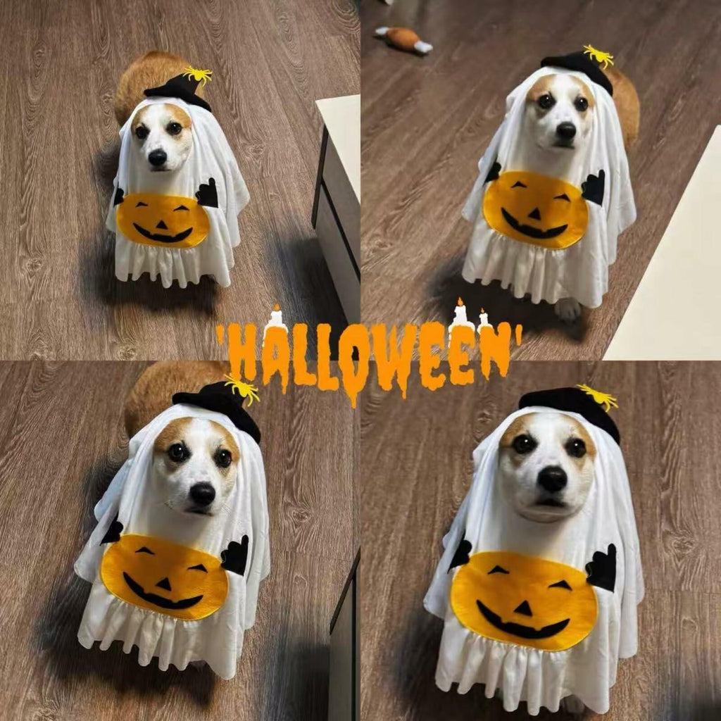 Little Boo Pumpkin Ghost Costume for Dogs & Cats | Medium