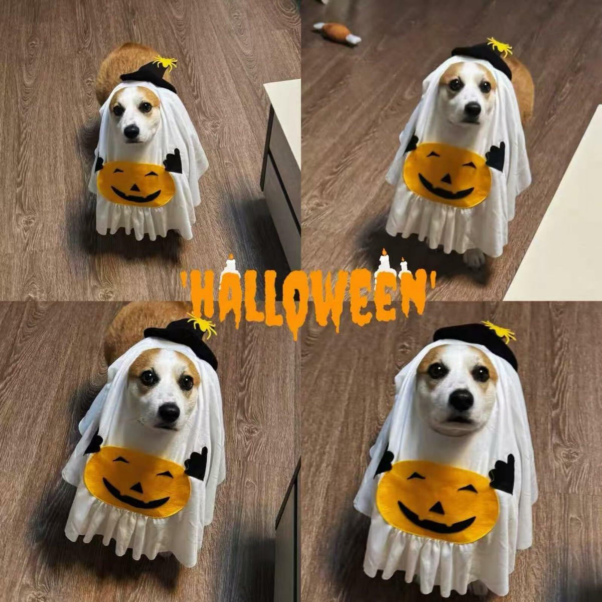 Little Boo Pumpkin Ghost Costume for Dogs & Cats | Medium