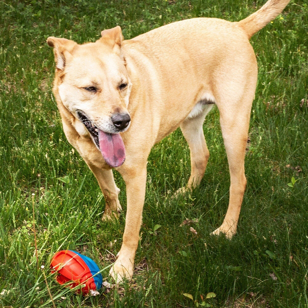 Pet Life Gridiron Football Dog Toy — Durable TPR Chew, Fetch & Floating Water Toy