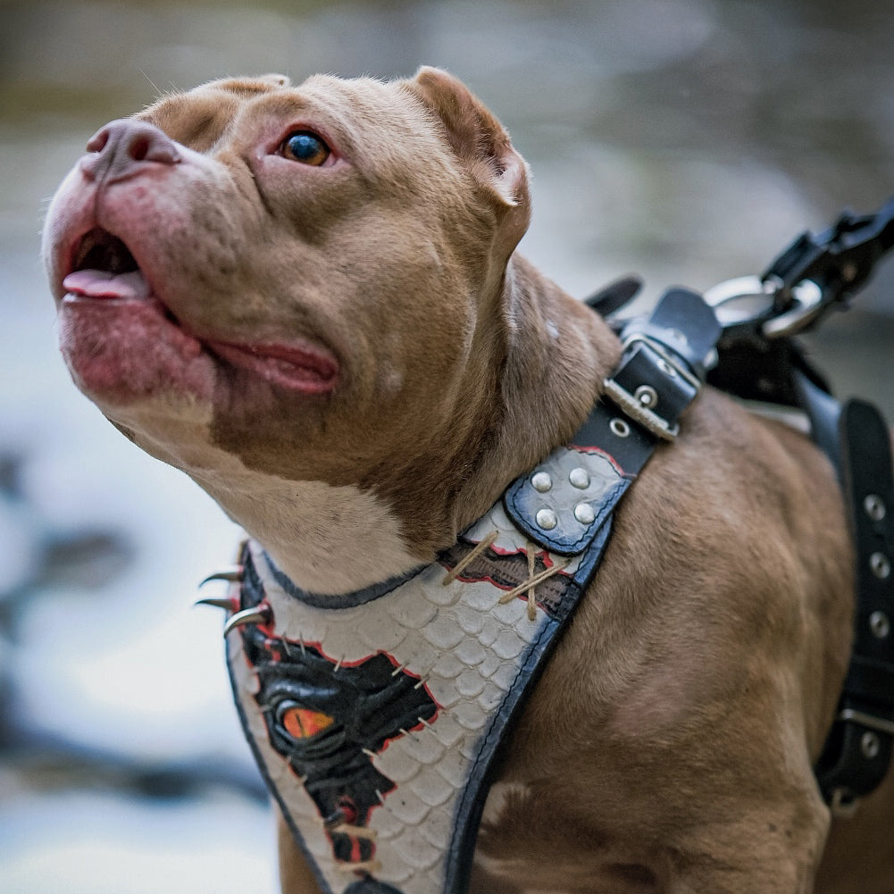 The “Dragon’s Eye” Harness — Limited Halloween Edition by Bestia