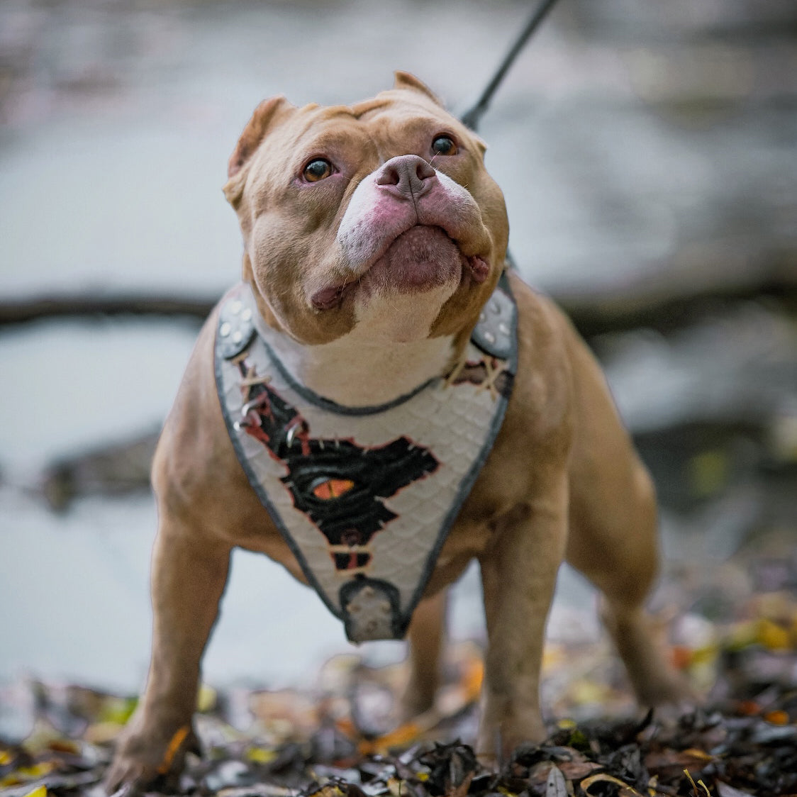 The “Dragon’s Eye” Harness — Limited Halloween Edition by Bestia