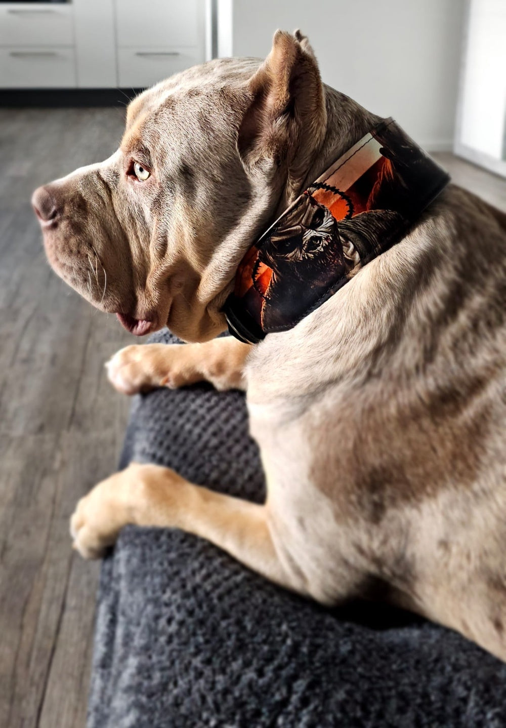 The “Scare” Collar — Limited Halloween Edition by Bestia
