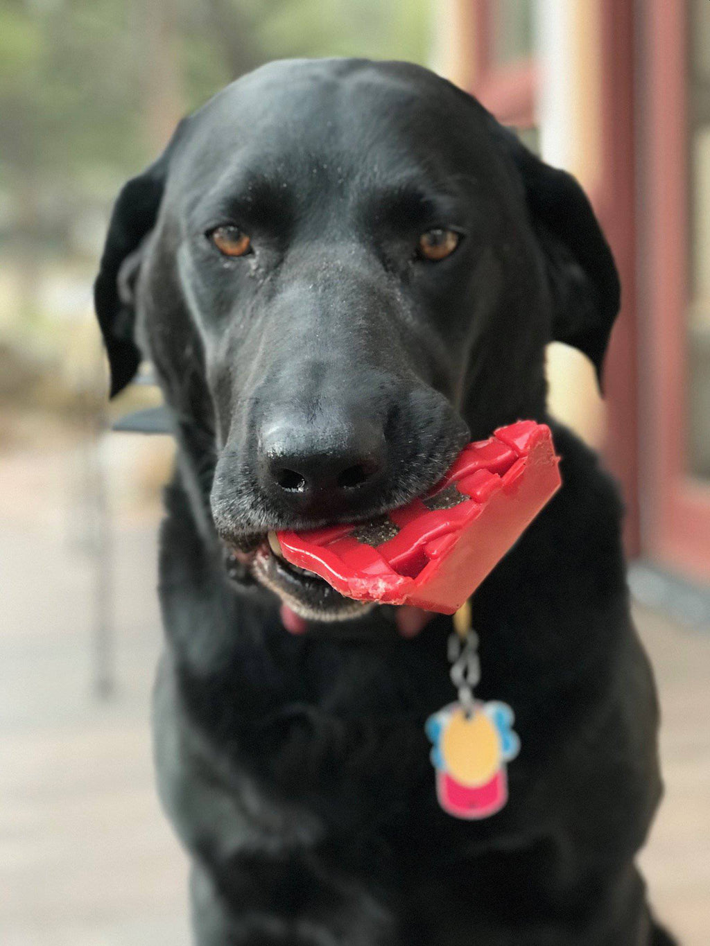 SodaPup Cherry Pie Nylon Dog Chew Toy — USA Made for Aggressive Chewers