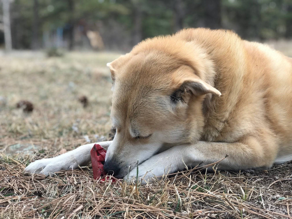 SodaPup Cherry Pie Nylon Dog Chew Toy — USA Made for Aggressive Chewers