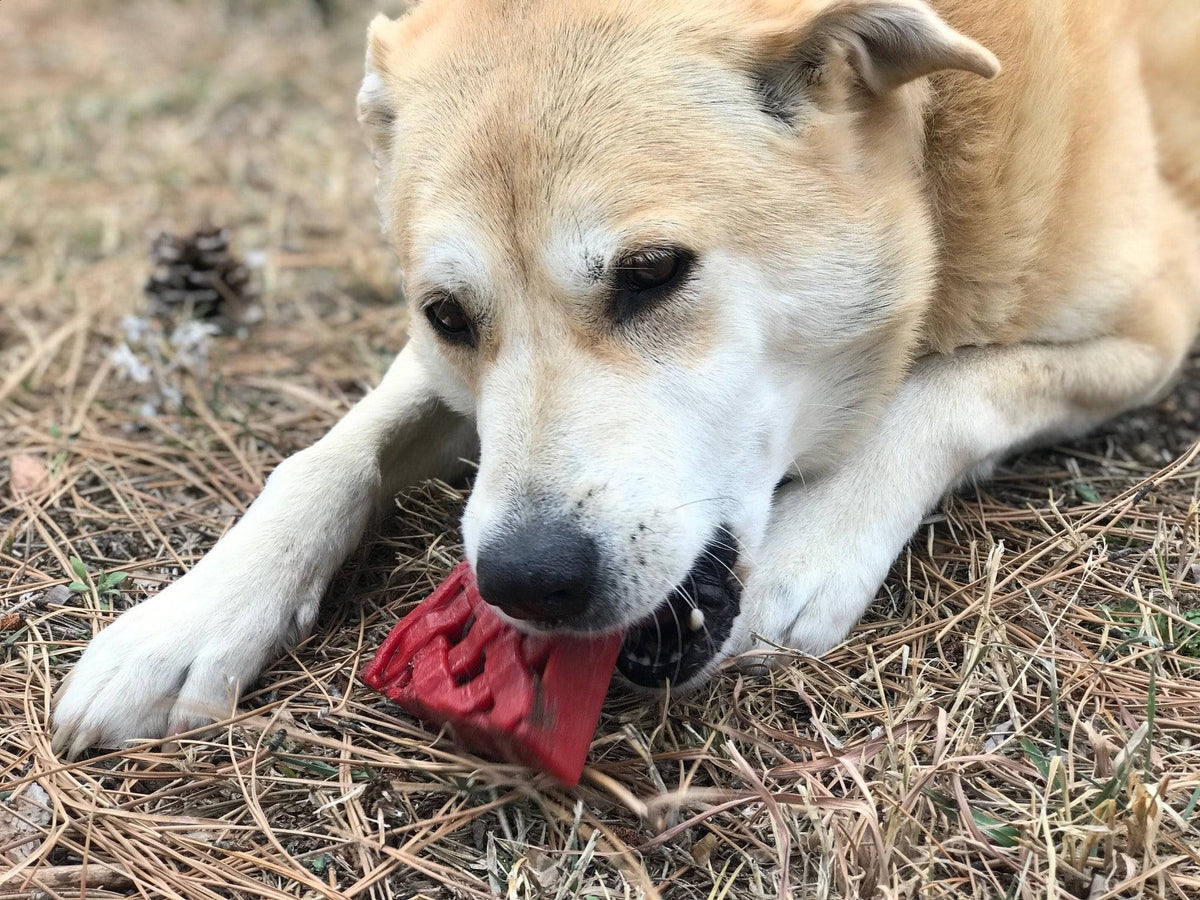 SodaPup Cherry Pie Nylon Dog Chew Toy — USA Made for Aggressive Chewers