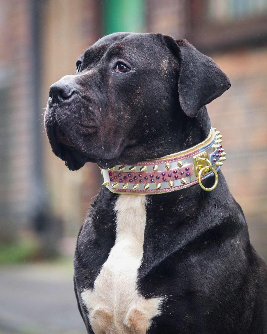 The Candy Collar