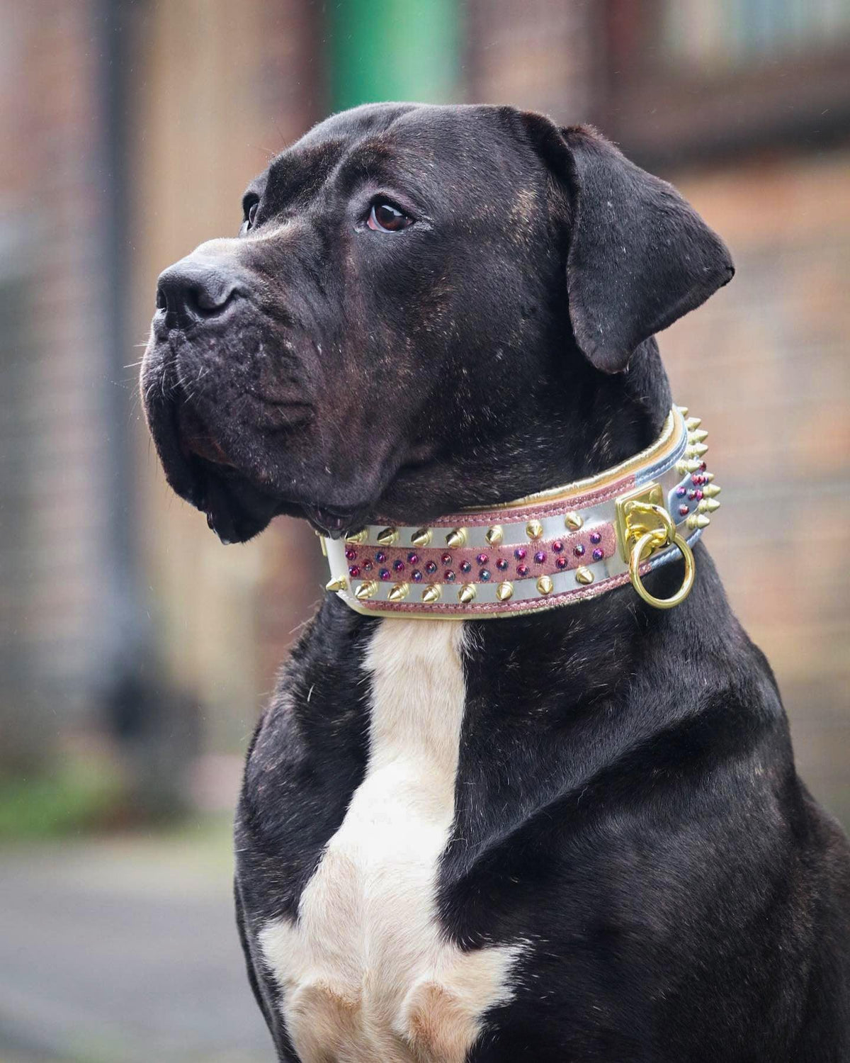 The Candy Collar